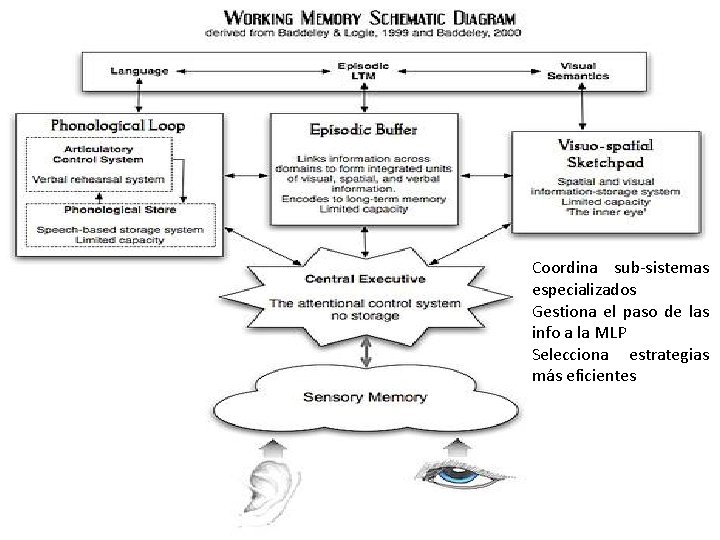 Coordina sub-sistemas especializados Gestiona el paso de las info a la MLP Selecciona estrategias