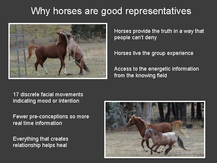 Why horses are good representatives Horses provide the truth in a way that people
