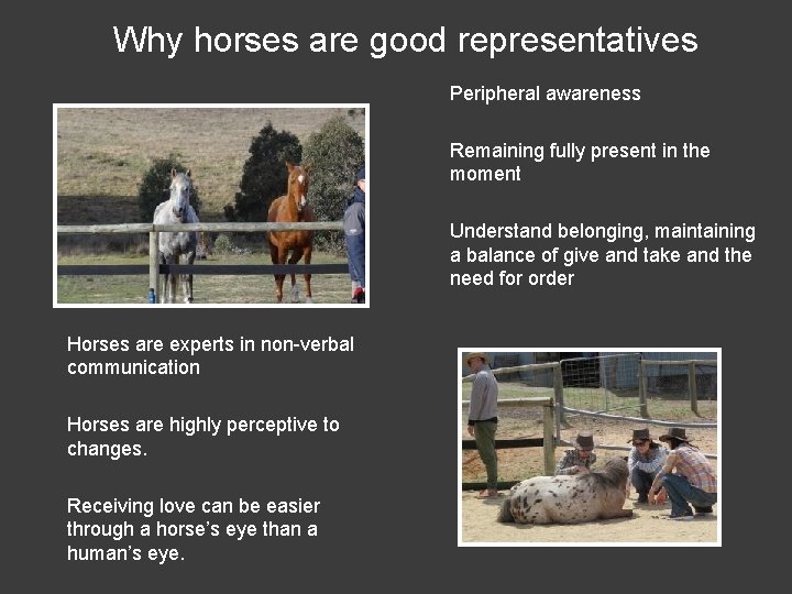 Why horses are good representatives Peripheral awareness Remaining fully present in the moment Understand