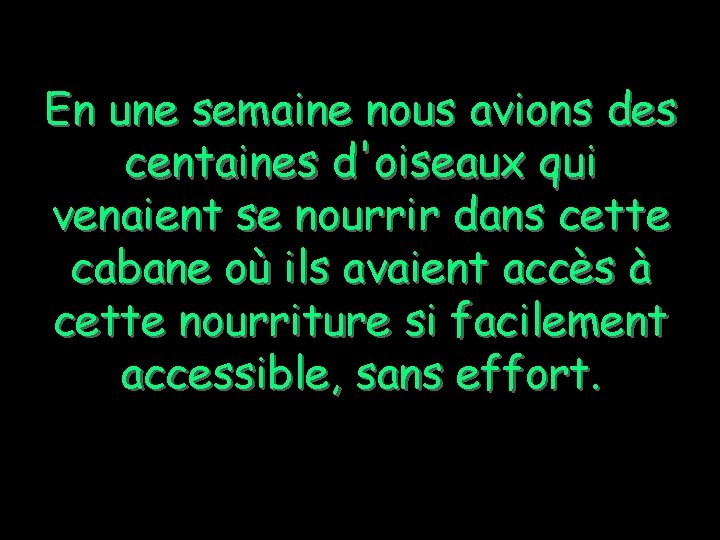 En une semaine nous avions des centaines d'oiseaux qui venaient se nourrir dans cette