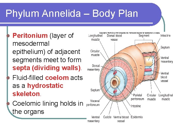 Phylum Annelida – Body Plan Peritonium (layer of mesodermal epithelium) of adjacent segments meet