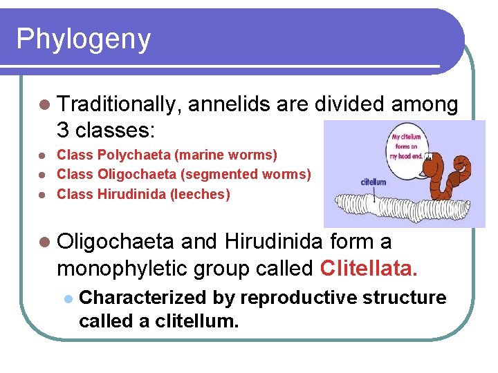 Phylogeny l Traditionally, annelids are divided among 3 classes: Class Polychaeta (marine worms) l