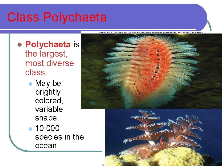 Class Polychaeta l Polychaeta is the largest, most diverse class. l l May be