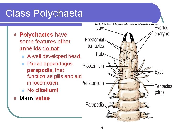 Class Polychaeta l Polychaetes have some features other annelids do not: l l A