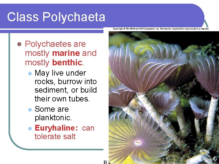 Class Polychaeta l Polychaetes are mostly marine and mostly benthic. l l l May