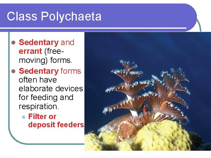 Class Polychaeta Sedentary and errant (freemoving) forms. l Sedentary forms often have elaborate devices