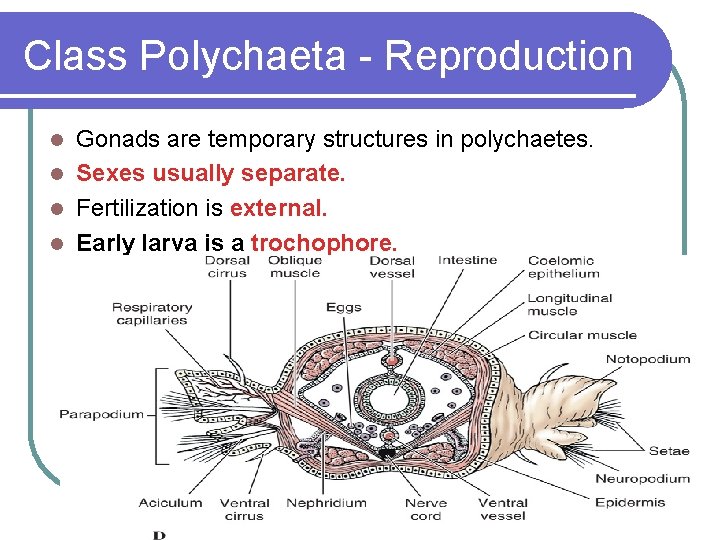 Class Polychaeta - Reproduction Gonads are temporary structures in polychaetes. l Sexes usually separate.