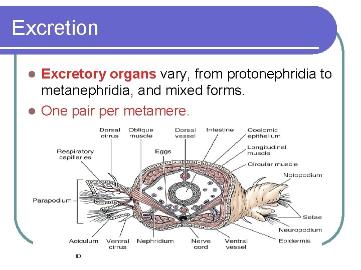 Excretion Excretory organs vary, from protonephridia to metanephridia, and mixed forms. l One pair