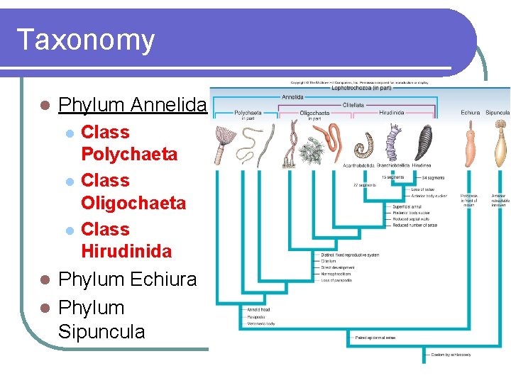 Taxonomy l Phylum Annelida l l l Class Polychaeta Class Oligochaeta Class Hirudinida Phylum