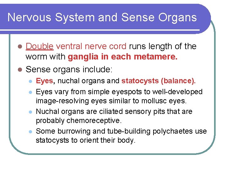 Nervous System and Sense Organs Double ventral nerve cord runs length of the worm