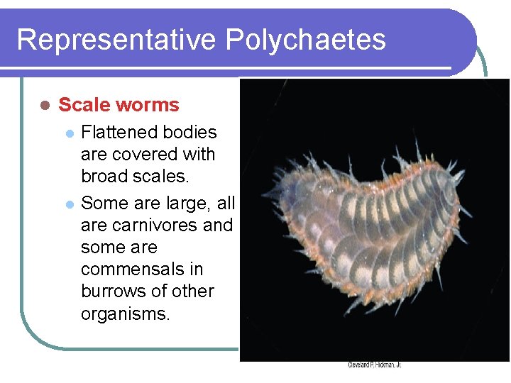 Representative Polychaetes l Scale worms l l Flattened bodies are covered with broad scales.