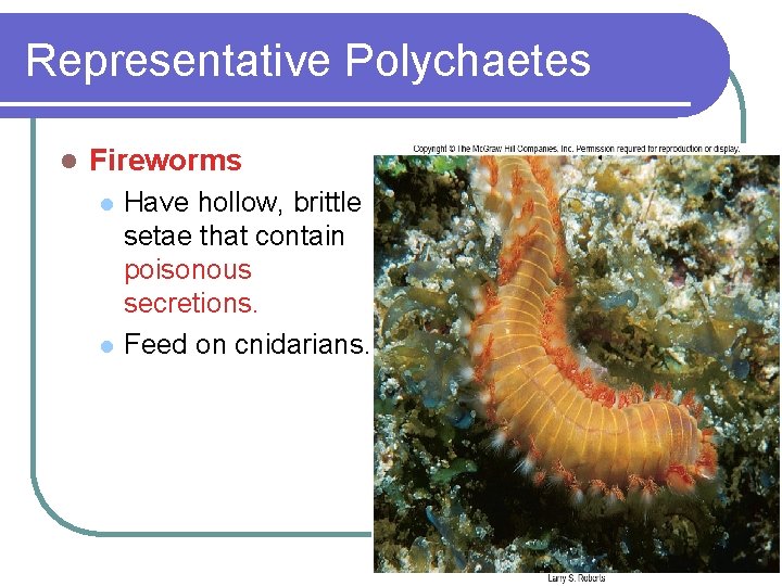 Representative Polychaetes l Fireworms l l Have hollow, brittle setae that contain poisonous secretions.