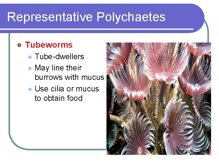 Representative Polychaetes l Tubeworms l l l Tube-dwellers May line their burrows with mucus