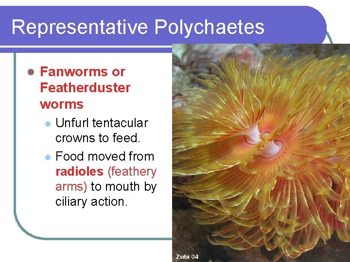 Representative Polychaetes l Fanworms or Featherduster worms l l Unfurl tentacular crowns to feed.