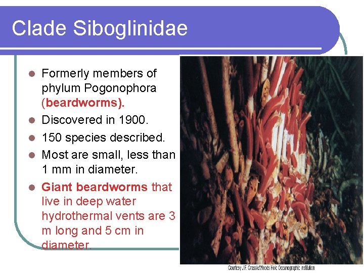 Clade Siboglinidae l l l Formerly members of phylum Pogonophora (beardworms). Discovered in 1900.