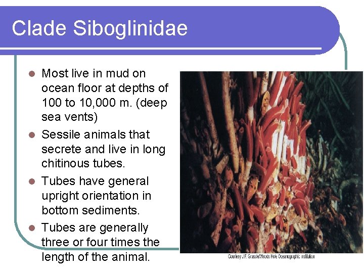Clade Siboglinidae Most live in mud on ocean floor at depths of 100 to