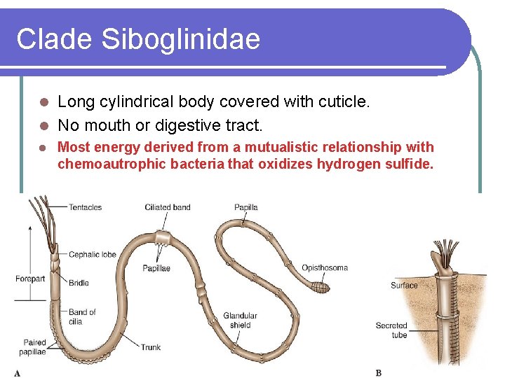 Clade Siboglinidae Long cylindrical body covered with cuticle. l No mouth or digestive tract.