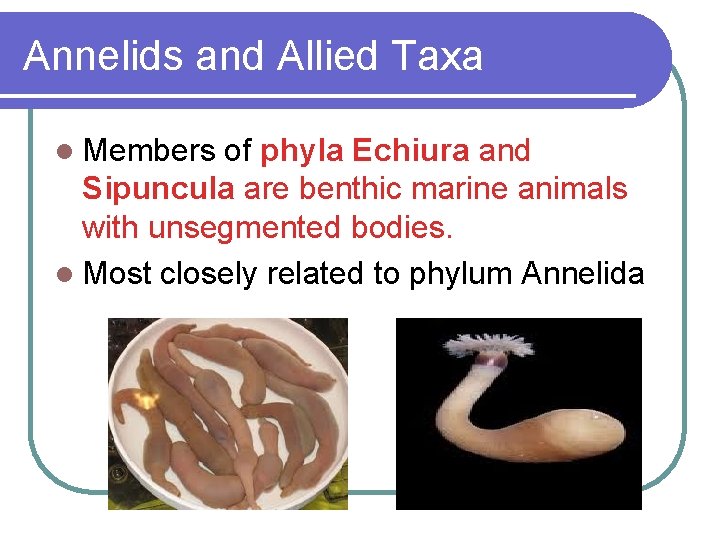 Annelids and Allied Taxa l Members of phyla Echiura and Sipuncula are benthic marine