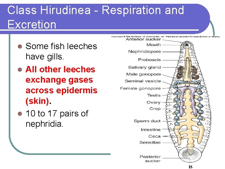 Class Hirudinea - Respiration and Excretion Some fish leeches have gills. l All other
