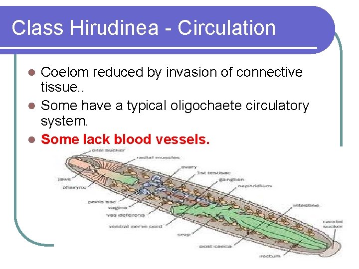 Class Hirudinea - Circulation Coelom reduced by invasion of connective tissue. . l Some