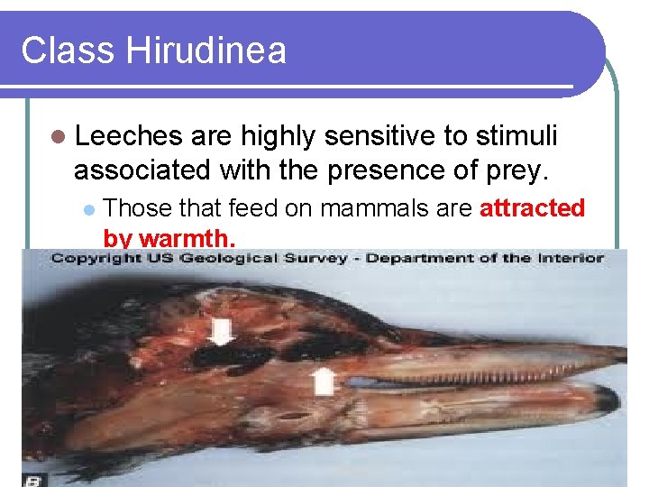 Class Hirudinea l Leeches are highly sensitive to stimuli associated with the presence of