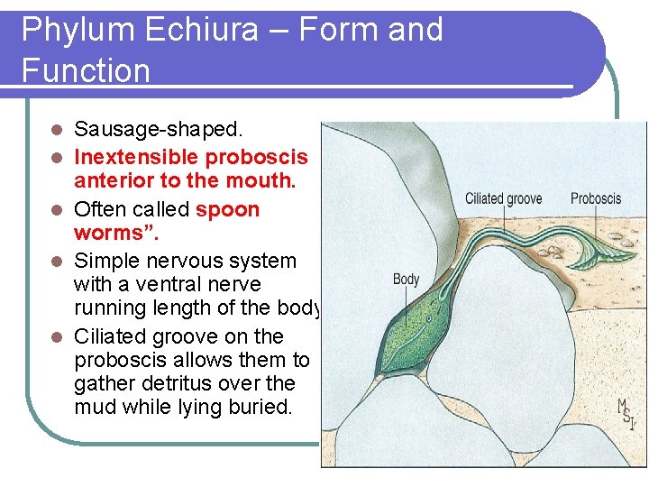 Phylum Echiura – Form and Function l l l Sausage-shaped. Inextensible proboscis anterior to