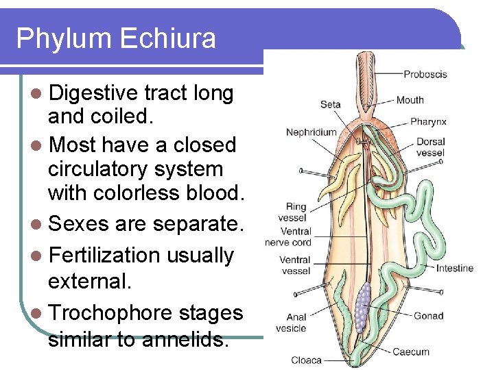 Phylum Echiura l Digestive tract long and coiled. l Most have a closed circulatory
