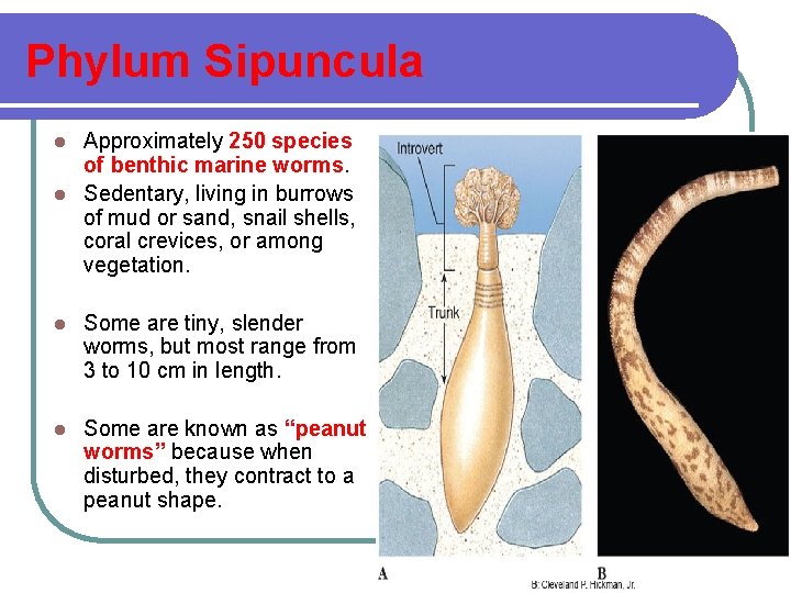 Phylum Sipuncula Approximately 250 species of benthic marine worms. l Sedentary, living in burrows
