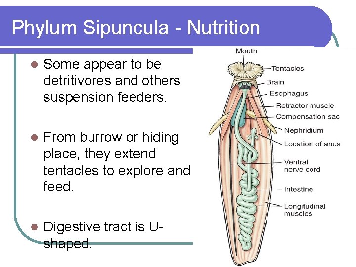 Phylum Sipuncula - Nutrition l Some appear to be detritivores and others suspension feeders.