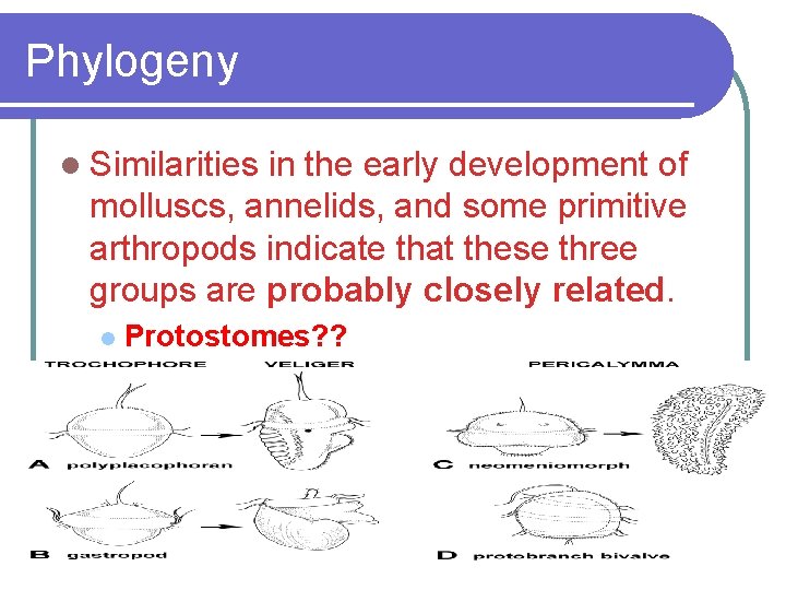 Phylogeny l Similarities in the early development of molluscs, annelids, and some primitive arthropods