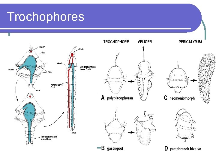 Trochophores 