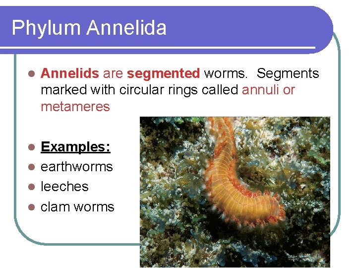 Phylum Annelida l Annelids are segmented worms. Segments marked with circular rings called annuli