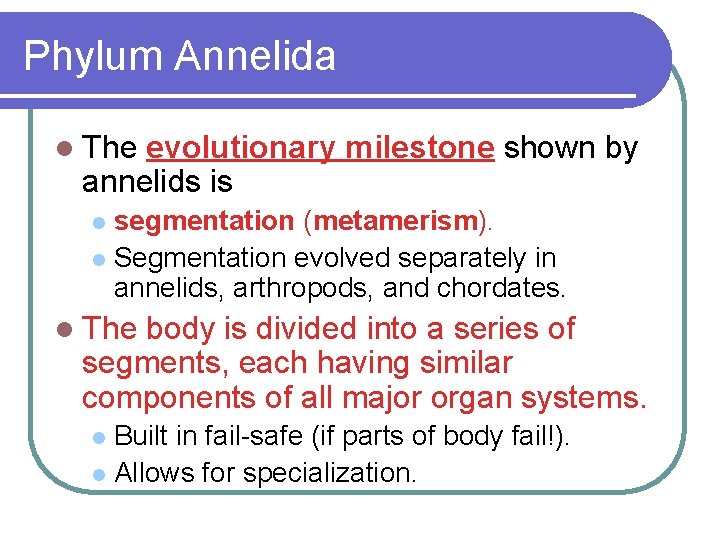 Phylum Annelida l The evolutionary milestone shown by annelids is segmentation (metamerism). l Segmentation