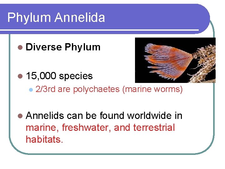 Phylum Annelida l Diverse l 15, 000 l Phylum species 2/3 rd are polychaetes