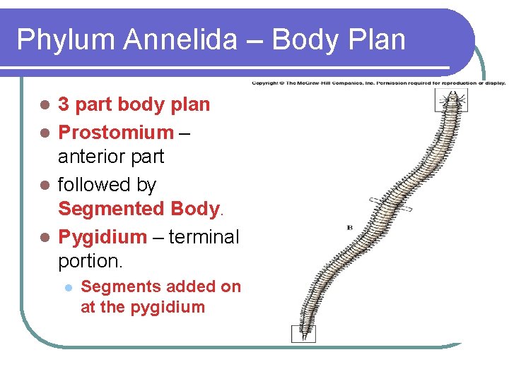 Phylum Annelida – Body Plan 3 part body plan l Prostomium – anterior part