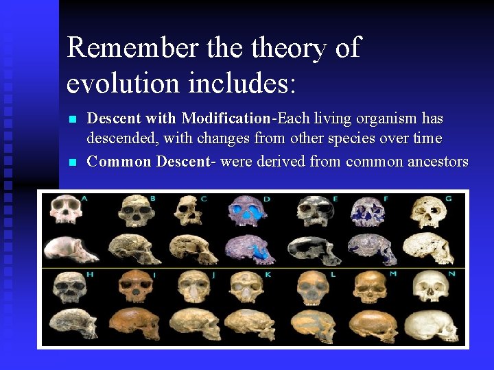 Remember theory of evolution includes: n n Descent with Modification-Each living organism has descended, Remember theory of evolution includes: n n Descent with Modification-Each living organism has descended,