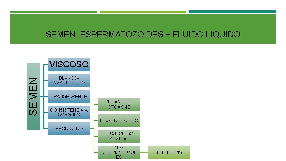 SEMEN: ESPERMATOZOIDES + FLUIDO LIQUIDO SEMEN VISCOSO BLANCOAMARILLENTO TRANSPARENTE CONSISTENCIA A COAGULO DURANTE EL