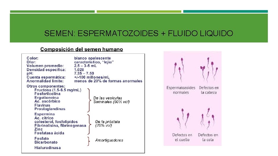 SEMEN: ESPERMATOZOIDES + FLUIDO LIQUIDO 