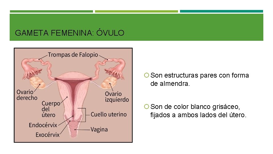 GAMETA FEMENINA: ÓVULO Son estructuras pares con forma de almendra. Son de color blanco