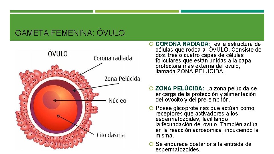 GAMETA FEMENINA: ÓVULO CORONA RADIADA: es la estructura de células que rodea al ÓVULO.