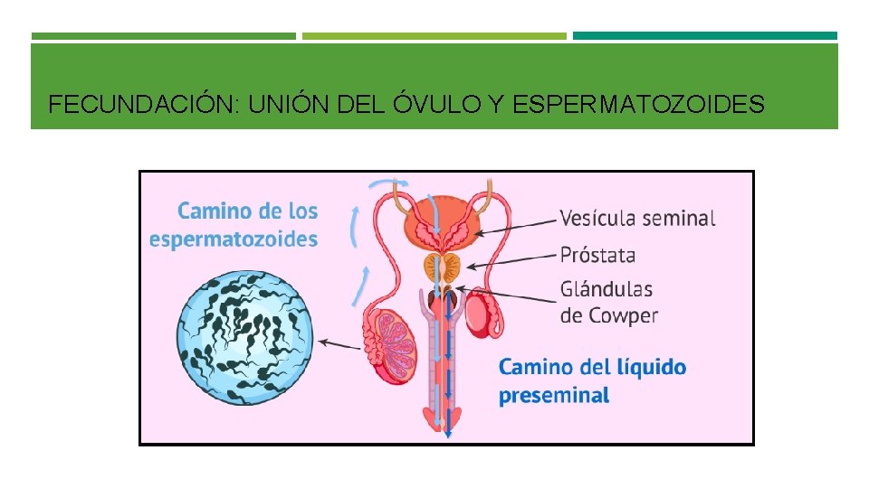 FECUNDACIÓN: UNIÓN DEL ÓVULO Y ESPERMATOZOIDES 