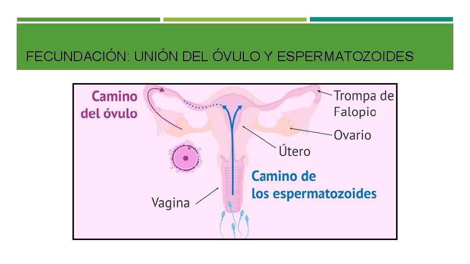 FECUNDACIÓN: UNIÓN DEL ÓVULO Y ESPERMATOZOIDES 