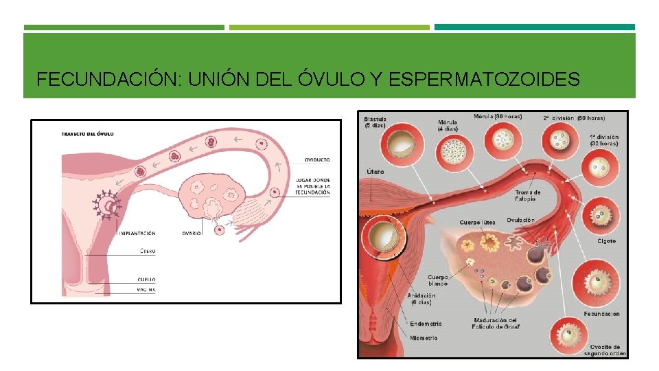 FECUNDACIÓN: UNIÓN DEL ÓVULO Y ESPERMATOZOIDES 