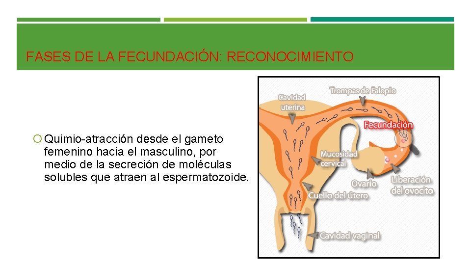 FASES DE LA FECUNDACIÓN: RECONOCIMIENTO Quimio-atracción desde el gameto femenino hacia el masculino, por