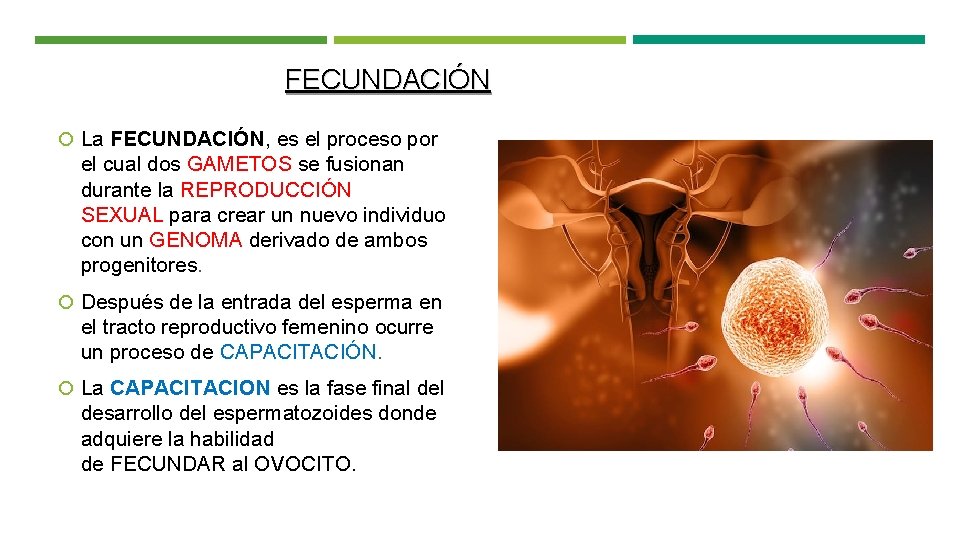 FECUNDACIÓN La FECUNDACIÓN, es el proceso por el cual dos GAMETOS se fusionan durante
