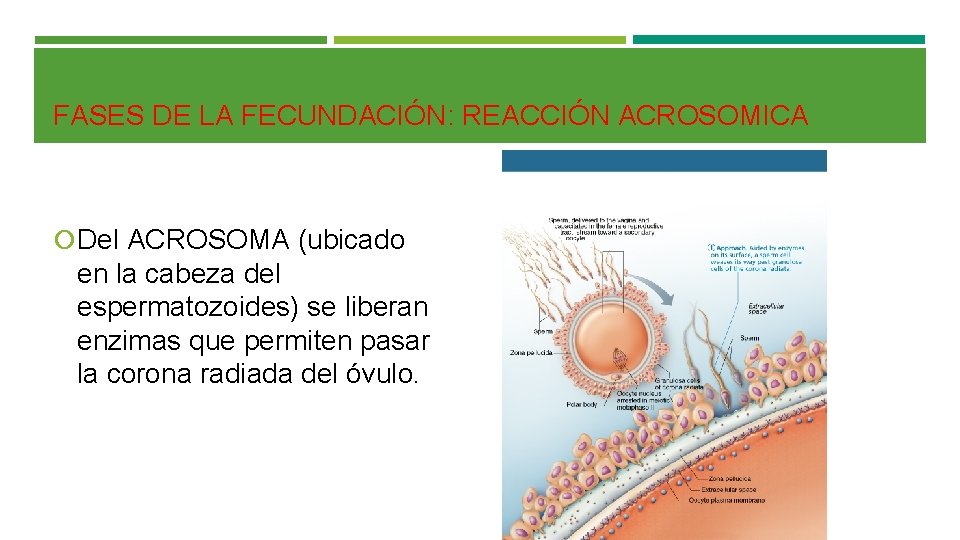 FASES DE LA FECUNDACIÓN: REACCIÓN ACROSOMICA Del ACROSOMA (ubicado en la cabeza del espermatozoides)