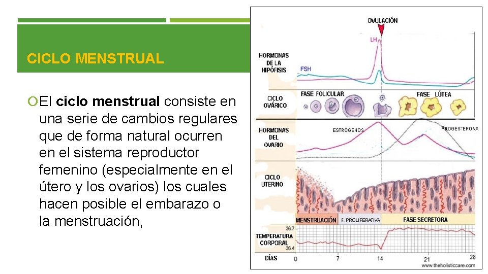 CICLO MENSTRUAL El ciclo menstrual consiste en una serie de cambios regulares que de