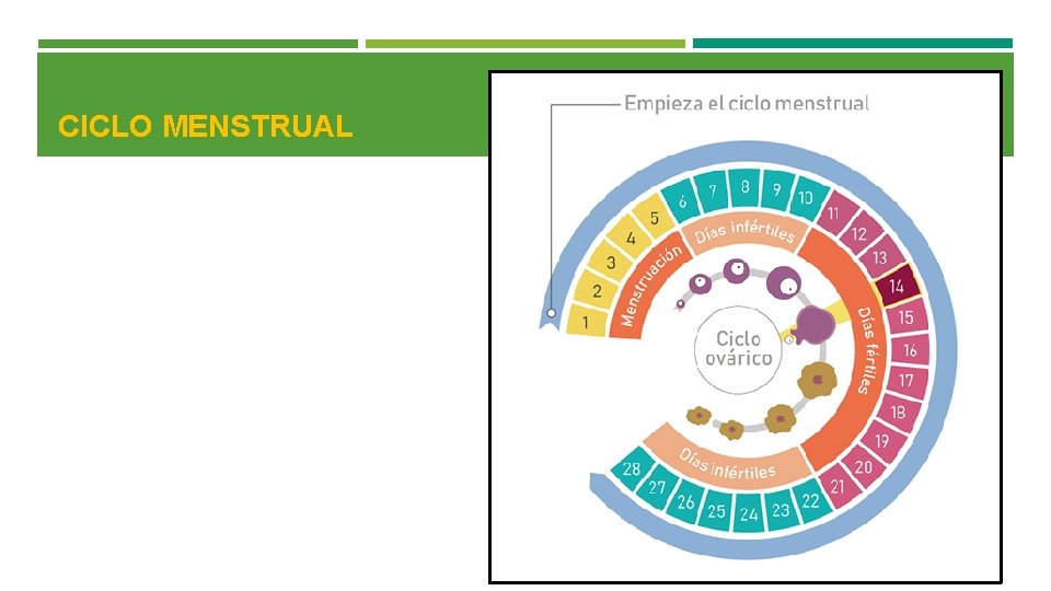 CICLO MENSTRUAL 