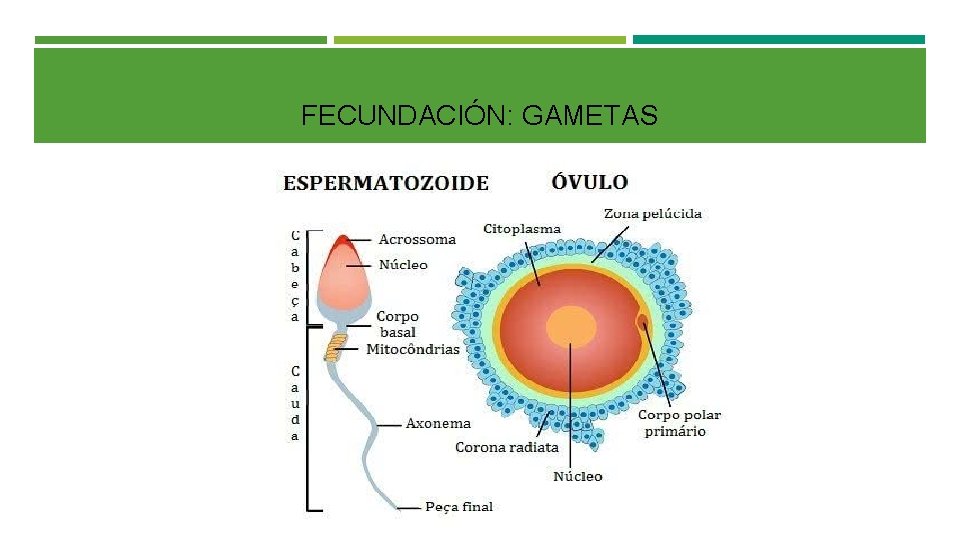 FECUNDACIÓN: GAMETAS 