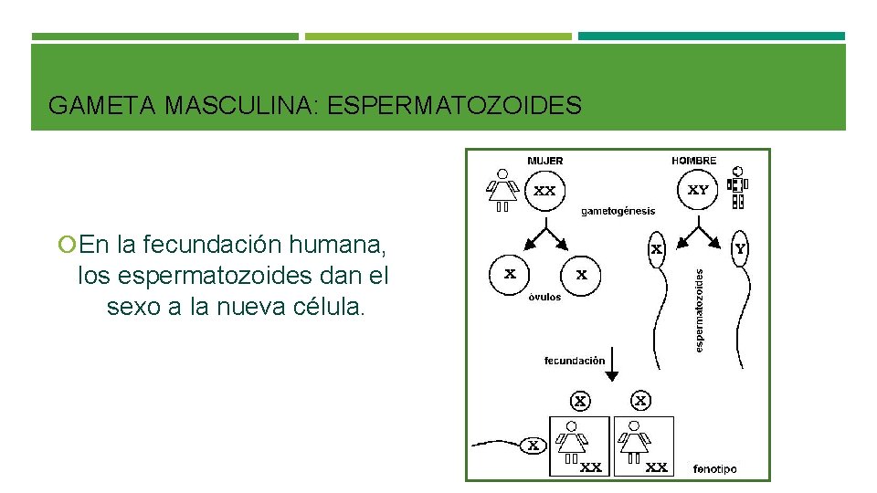 GAMETA MASCULINA: ESPERMATOZOIDES En la fecundación humana, los espermatozoides dan el sexo a la